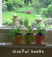 herbs.jpg