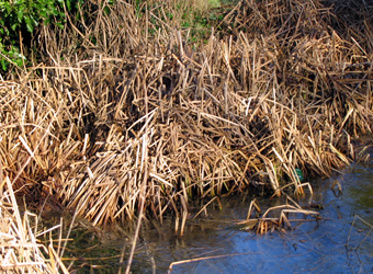 pond-reeds.jpg