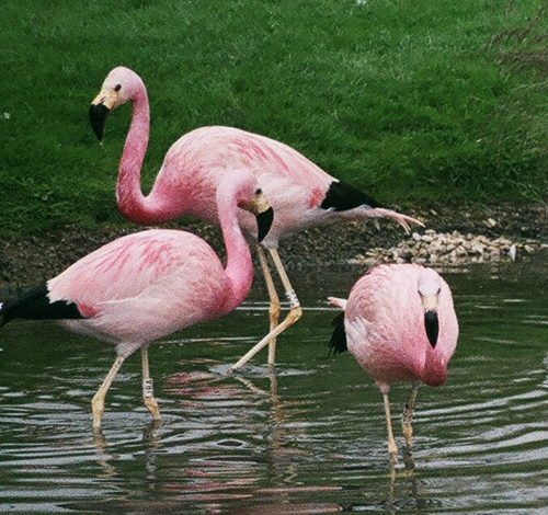 Flamingoes1.jpg