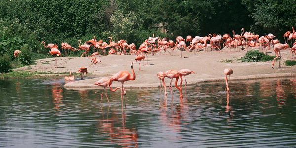 Flamingoes2.jpg